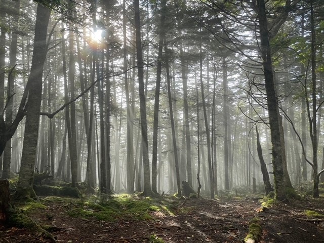 自然　木　森林　登山　金峰山　自然素材　danhaus　癒し　