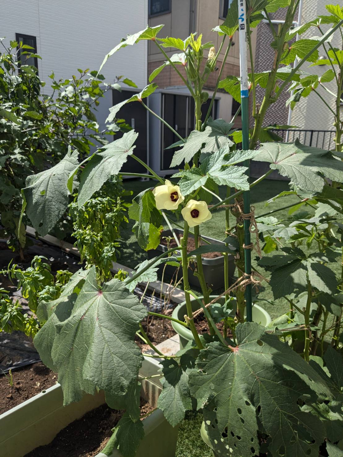 注文住宅　家庭菜園