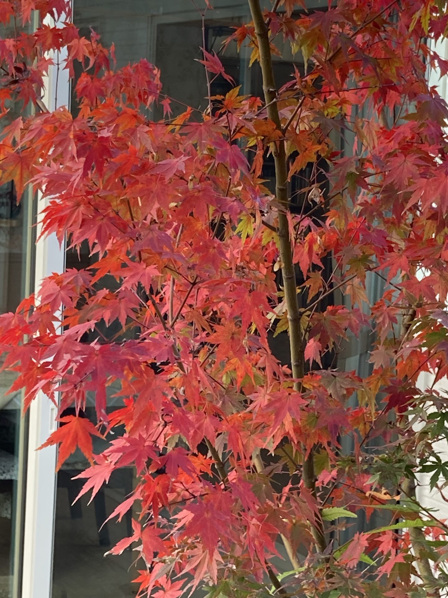 中庭　植栽　紅葉　注文住宅