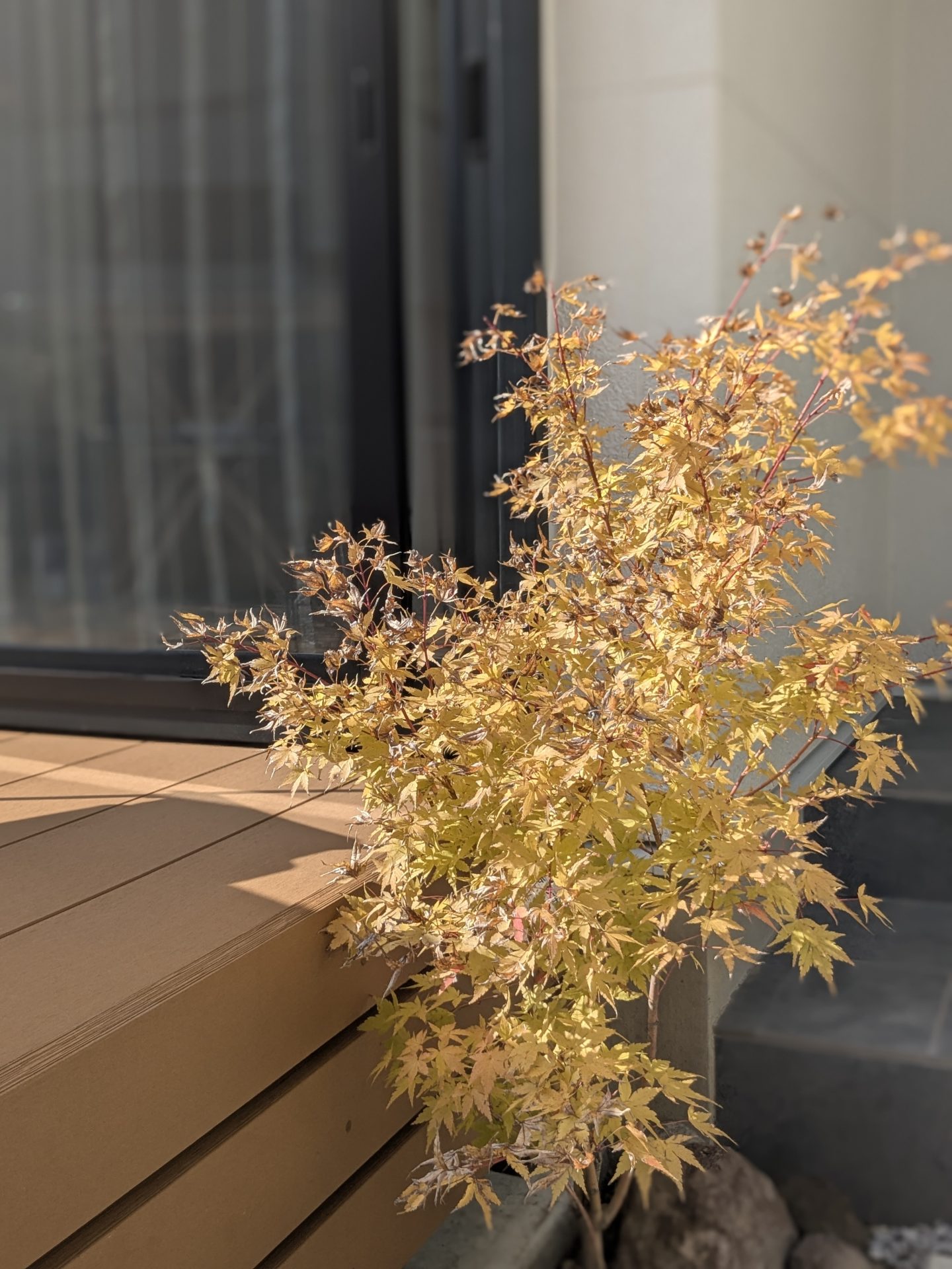 注文住宅　シンボルツリー